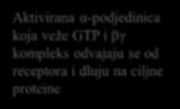 U neaktivnom stanju α- podjedinica je vezana za GDP u kompleksu sa βγ Aktivirana α-podjedinica koja veže GTP i βγ kompleks odvajaju se