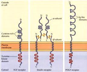 tirozinske bočne ogranke receptori za polipeptidne faktore rasta kontrola rasta i diferencijacije životinjskih ćelija ljudski genom