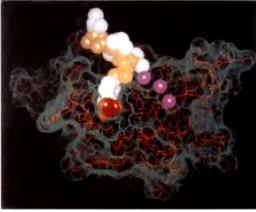 1. Dimerizacija receptora vezanje liganda podstiče dimerizaciju receptora neki faktori rasta (PDGF, NGF) su homo-dimeri i podstiču dimerizaciju receptora vezanje monomernih faktora rasta (EGF)