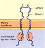 Aktivacija receptora za citokine Vezivanje liganda podstiče dimerizaciju receptora i dovodi do aktivacije pridruženih nereceptorskih protein-tirozinkinaza, što ima za posledicu uzajamnu fosforilaciju