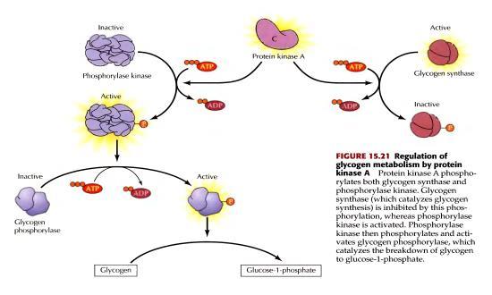 podjedinica koje time postaju enzimski aktivne i mogu fosforilisati serinske ostatke na ciljnim enzimima Regulacija metabolizma