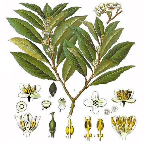 Δάφνη Δάφνη η ευγενής, Laurus nobilis: αρωματικό φυτό