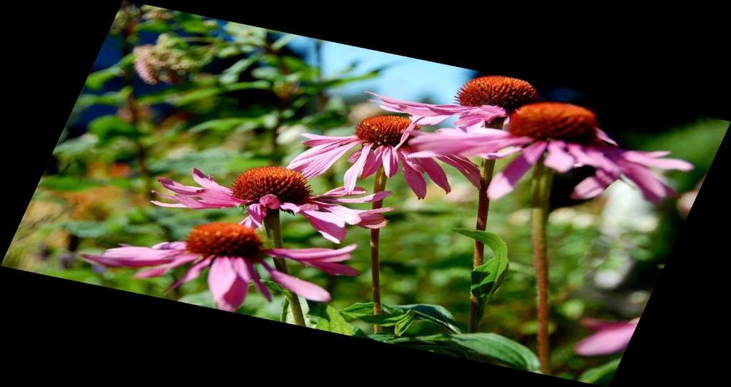 Εχινάκια (Echinacea angustifolia) Χρήσεις: 1..Κρυολογήματα και Γρίπη 2.Διεγερτικό του Ανοσοποιητικού Συστήματος 3.