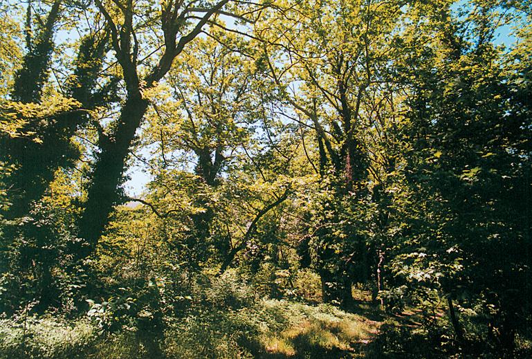 1. ΓΕΝΙΚΑ ΣΤΟΙΧΕΙΑ ΠΕΡΙΟΧΗΣ Εικόνα 1.7: Τοπίο στο δάσος Περιθωρίου (Ζαρούχλα) (www.achaia.