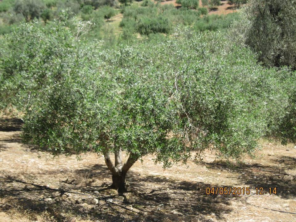 διορθωσης και κλαδεμα παραγωγης.