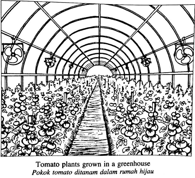 SPM 2011 (Esei) Rumah hijau digunakan untuk mengawal faktor biotik dan abiotik untuk meningkatkan hasil tanaman. Rajah menunjukkan pokok tomato yang ditanam dalam rumah hijau.