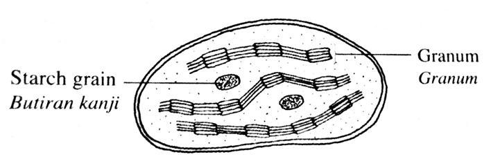 P4: Dinamik / bersifat bendalir / keanjalan. P5: Mengandungi (molekul) fosfolipid / protein / kolesterol. [2 markah] (d) Huraikan fungsi R dalam pengangkutan enzim luar sel. P1: R ialah jasad Golgi.