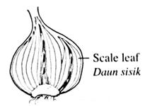 (ii) Rajah menunjukkan keratan memanjang suatu bebawang. Bebawang itu ditanam di dalam tanah. Terangkan mengapa organel dalam Rajah tidak terdapat pada daun sisik bawang itu.