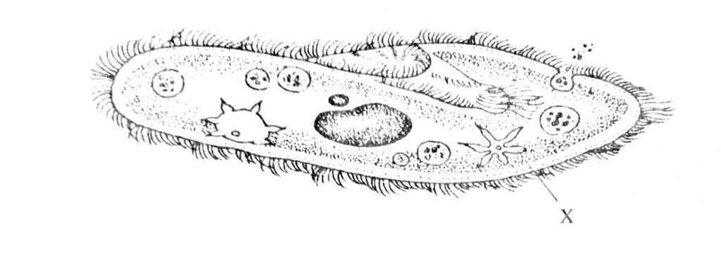 SPM 2008 (ESEI) 1. Rajah menunjukkan struktur satu organisma unisel yang hidup dalam kolam air tawar. Terangkan fungsi X dalam proses pengosmokawalaturan.