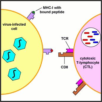 clasa II sunt exprimate pe celulele specializate în prezentarea Ag limfocitelor CD4: limfocite B, celule dendritice, monocite,