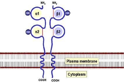Ele pot prezenta peptide din 12-30 AA derivate din degradarea în fagolizosome a Ag exogene (bacterii, protozoare, fungi, virioni