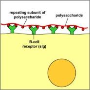 Determinantele antigenice (epitopii) Imunogenitatea este o caracteristică a întregii macromolecule Ag.