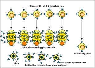 Celulele prezentatoare de Ag (CPA) (captarea si prezentarea Ag microbiene ) LIMFOCITELE Toate limfocitele provin din celule-stem ale maduvei osoase, cu o etapa ulterioara de maturizare si selectie.