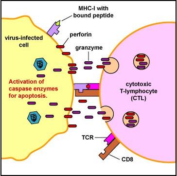 - CD8 exprimat pe 40% LT. Recunosc antigenele peptidice asociate cu moleculele CMH de clasa I (exprimate pe toate celulele nucleate).