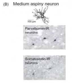 μεγέθους μη ακανθωτούς νευρώνες που χρησιμοποιούν το GABA ως νευροδιαβιβαστή (medium-sized aspiny GABAergic interneurons) [15].