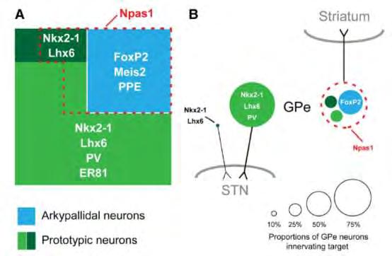 Εικόνα 6: Δείκτες διαφοροποίησης και νευρικές απολήξεις των πρωτότυπων και αρκυπαλιδικών νευρώνων. (A) Οι δύο βασικοί GABAεργικοί κυτταρικοί τύποι της GPe στον αρουραίο.