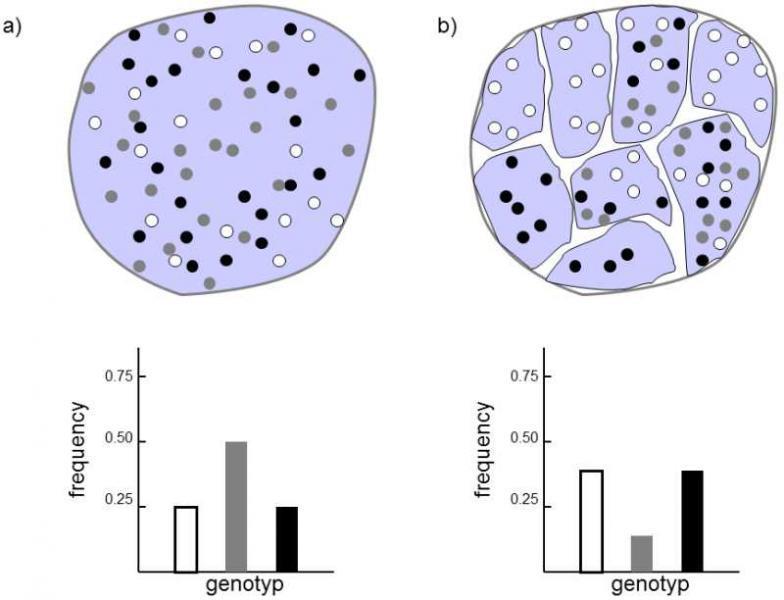 Φαινόμενο Wahlund Πολλές φορές η υποδιαίρεση ενός πληθυσμού σε υποπληθυσμούς δεν είναι εμφανής π.χ.