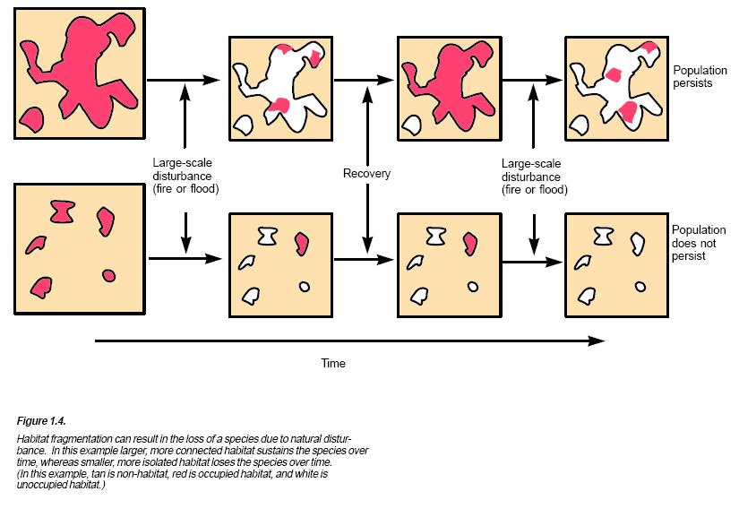 Κατακερματισμός βιοτόπων Σε ένα κατακερματισμένο τοπίο, οι