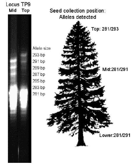 Εντοπισμός νέας μετάλλαξης Σε μεγάλο δείγμα από δέντρα του είδους Thuja plicata έγινε προσδιορισμός αλληλομόρφων σε συγκεκριμένα γονίδια σε διαφορετικό ύψος στο κάθε δέντρο Βρέθηκε μία νέα μετάλλαξη