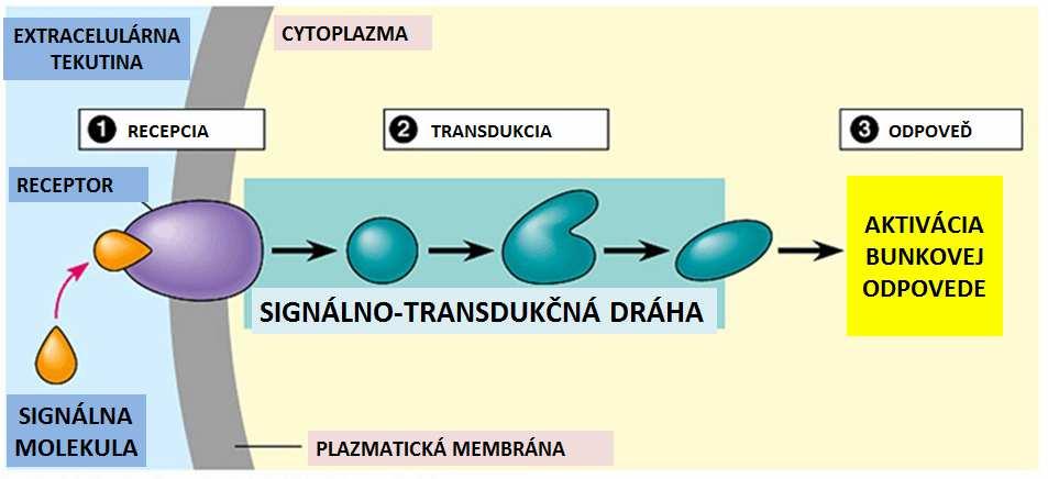 V mnohobunkovom organizme je možné komunikáciu medzi bunkami pomocou extracelulárnych signálov rozdeliť do nasledovných krokov (obr. 5): 1. syntéza sprostredkujúcej látky (signálu), 2.