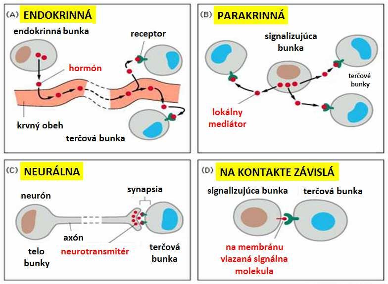 Signálna transdukcia a jej charakterizácia Komunikácia medzi bunkami (obr. 6): obr. 6 Medzibunková signalizácia.