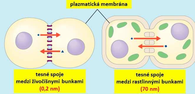 signalizácia. Prostredníctvom molekúl viazaných na plazmatickú membránu (Beňačka a spol.