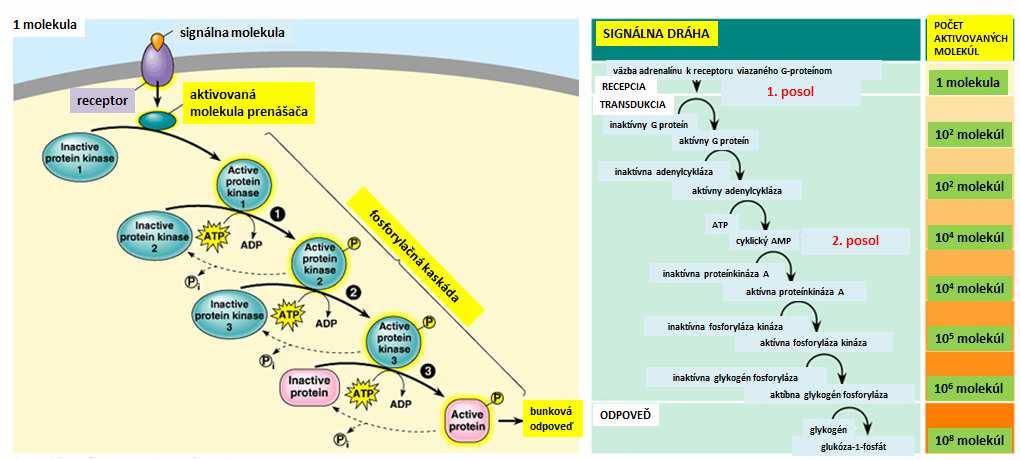 Aktivovaný receptorový komplex vstupuje do jadra. Väzba k response elenetu DNA (napr. HRE, hormone response element).