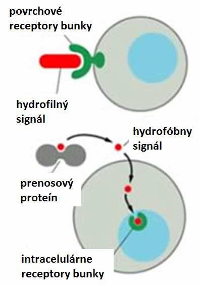 Hormóny: Existujú tri veľké skupiny hormónov (obr. 11): 1. malé lipofilné molekuly, ktoré difundujú cez plazmatickú membránu a interagujú s intracelulárnymi receptormi, 2. hydrofilné alebo 3.