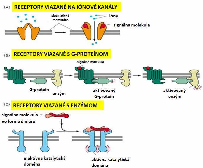 4. Receptory s enzýmovou aktivitou (RTKs - receptorové tyrozínové kinázy. Obr.