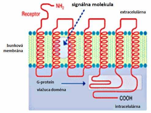 Receptory viazané s G-proteínmi so siedmými transmembránovými doménami: Mnohé z povrchových membránových receptorov cicavčích buniek sprostredkúvajú aktiváciu signálnej transdukcie prostredníctvom