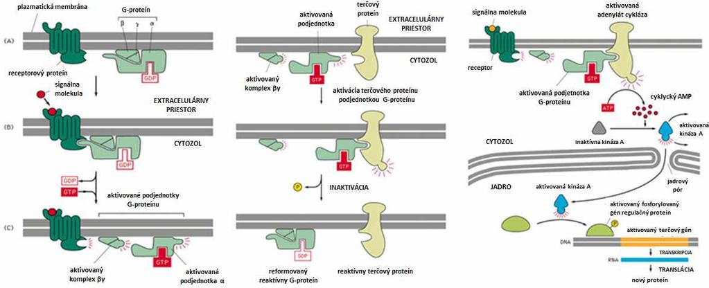 Trimerické signálno-transdukčné G S proteíny: β-adrenergné receptory na rôznych typoch cicavčích buniek sprostredkúvajú tkanivovú špecifickú odpoveď.