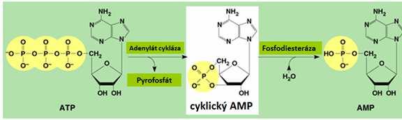 camp a proteínkinázy: obr. 2.