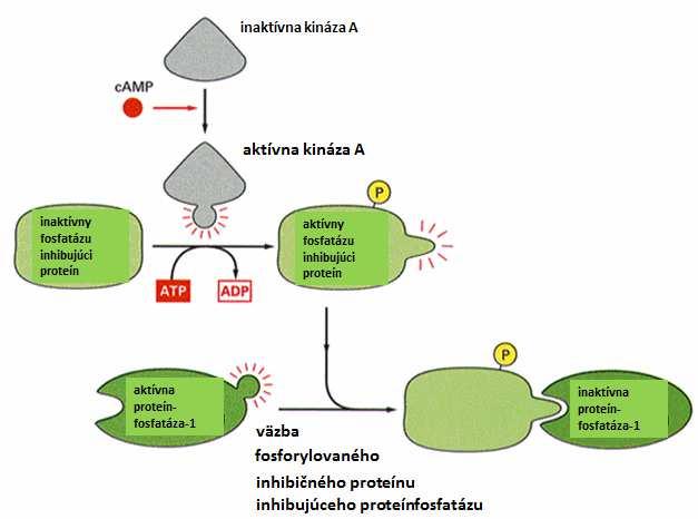 proteínkináz (capks alebo proteínkináza A alebo PKA, obr. 17). obr. 2.