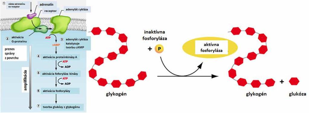 Degradácia glykogénu zahrňa postupné odstraňovanie glukózových zvyškov zo stejného konca glykogénového reťazca.