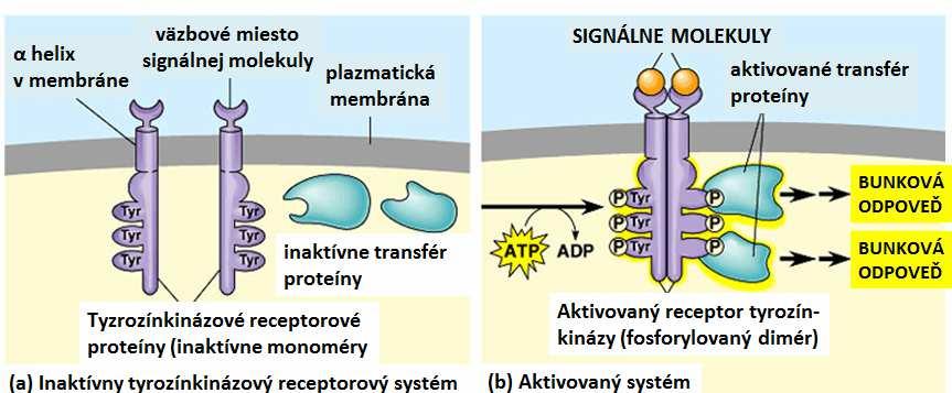 obr. 23 Tyrozínkinázové receptory Ligand viažuci sa k takému typu receptoru (RTKs) stimuluje proteíntyrozínkinázovú aktivitu receptoru, ktorá potom stimuluje signálno transdukčnú kaskádu vedúcu ku