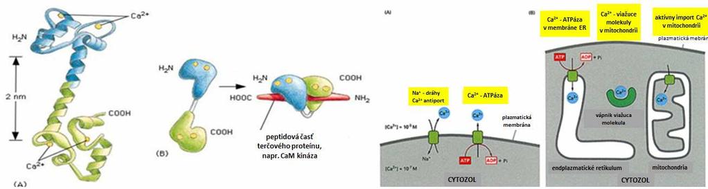 Celulárne účinky vápnika: " Väčšina intracelulárnych iónov vápnika je sekvestrovaná v mitochondriách a endoplazmatickom retikule alebo v iných cytoplazmatických vezikulách.