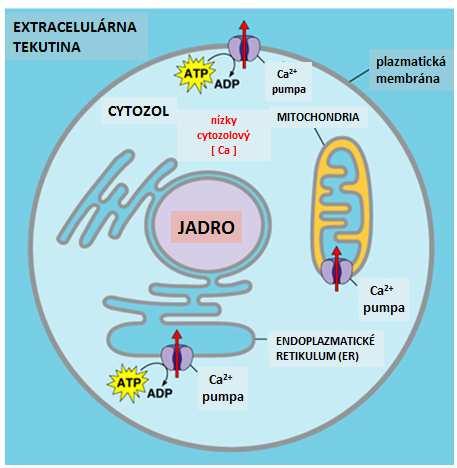" Malé zvýšenie cytozolovej hladiny Ca 2+, často sprostredkovanej zvýšením IP 3, spúšťa celý rad bunkových odpovedí.
