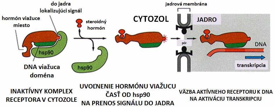 V neprítomnosti ligandu sa receptory prítomná v jadre viažu k rôznym bielkovinám a silne inhibujú bazálnu transkripčnú aktivitu promoteru.