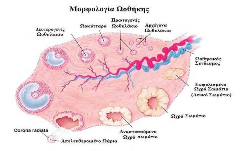 Εικόνα 1. Μορφολογία ωοθήκης (www.iasis-farsala.