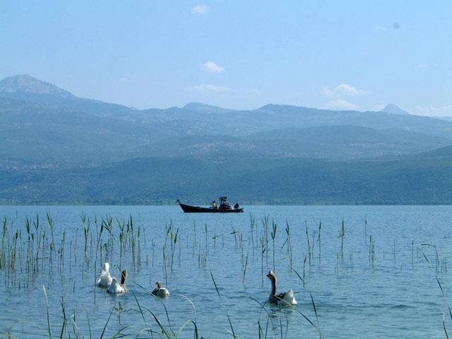 Σήμερα η παραλίμνια βλάστηση της Τριχωνίδας είναι πιο αραιή από ότι παλαιότερα, αλλά παραμένει πάντα πλούσια σε σχέση με άλλες λίμνες της Ελλάδας.