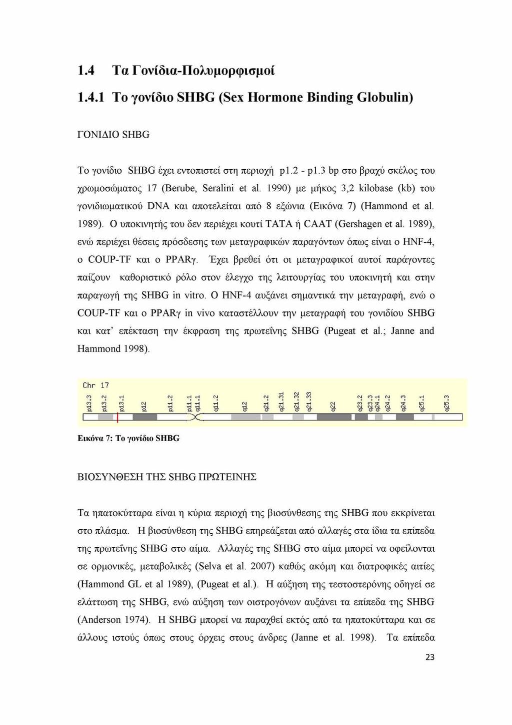 1.4 Τα Γονίδια-Πολυμορφισμοί 1.4.1 Το γονίδιο SHBG (Sex Hormone Binding Globulin) ΓΟΝΙΔΙΟ SHBG To γονίδιο SHBG έχει εντοπιστεί στη περιοχή p1.2 - p1.