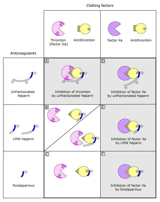 ΜΗΧΑΝΙΣΜΟΙ ΔΡΑΣΕΙΣ ΗΠΑΡΙΝΩΝ - FONTAPARINUX Απεικόνιση μηχανισμών δράσης αντιπηκτικών οι ηπαρίνες δεσμεύονται στην αντιθρομβίνη προκαλώντας αλλαγή στη διαμόρφωση με αποτέλεσμα η αντιθρομβίνη να δρα