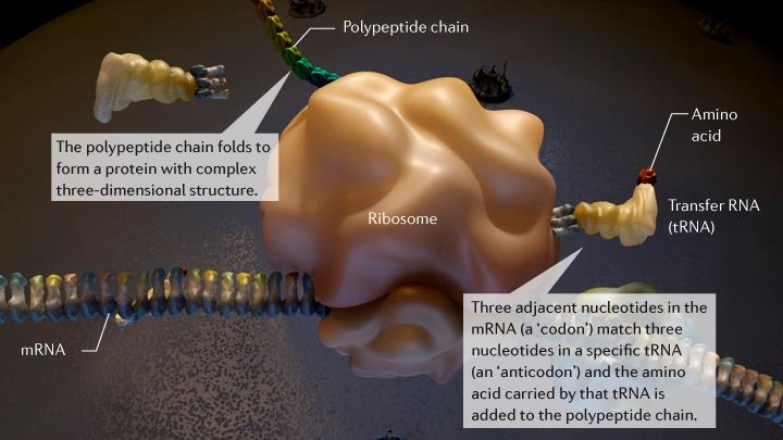 Translacija poteka na ribosomih, ki so sestavljeni iz proteinov in RNA rrna.