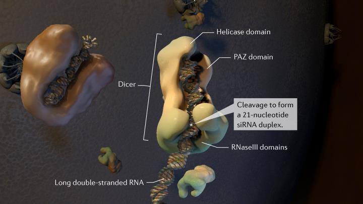 Dicer je ribonukleaza iz družine proteinov Rnaza III, ki cepi dvoverižno RNA. Pri cepitvi z Dicerjem večinom nastanejo dvoverižne sirna, dolge 21 nukleotidov.