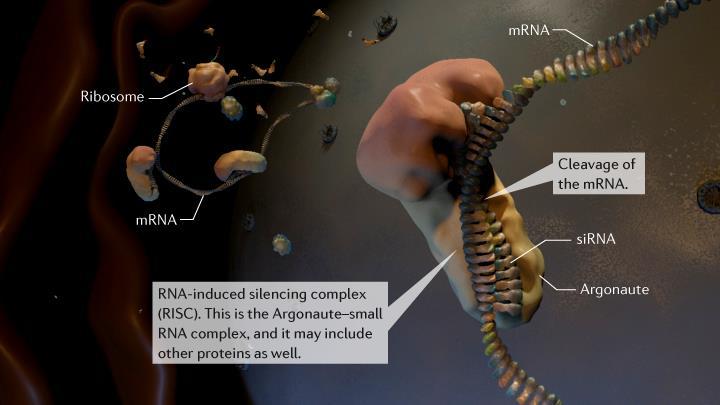 Argonaute katalizira cepitv mrna blizu sredine regije, kjer se nanjo veže sirna.