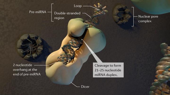 Pri živalih Dicer v citoplazmi cepi pre-mirna tako, da nastanejo male dvoverižne RNA.