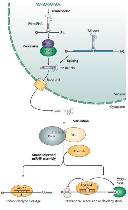 Biogeneza mirna -V jedru pride do transkripcije primarnega zaporedja mirna (pri-mirna), ki je dolg nekaj kb. Vsebuje 5 kapo in poli(a) rep. -Encim Drosha reže pri-mirna v jedru.