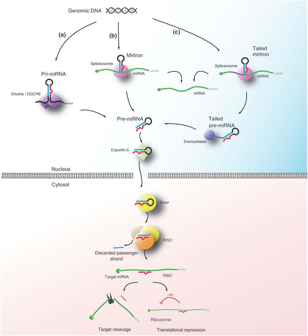 Mirtroni a) Standardna mirna biogeneza. b) Mirtronska biosinteza: lasnične zanke pre mirna se tvorijo pri izrezovanju intronov iz pre mrna in preskočijo Drosho.