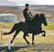 Hvíta-Sunna frá Sauðárkróki Efsta hryssan í ár er Hvíta-Sunna frá Sauðárkróki og hlýtur hún því Glettubikarinn.