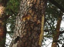 ВЕСНА НЕДЕЉКОВИЋ АНГЕЛОВСКИ Сл. 2 (Karlović, 2006) Košnica dubina Fig. 2 (Karlović, 2006) Bee Gum Сл.